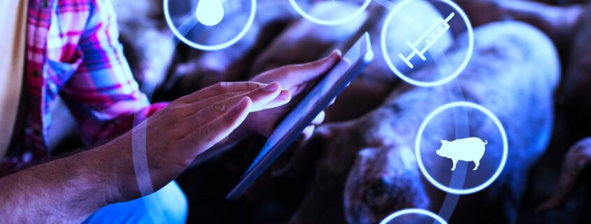 Adobestock 303401814 (1)schweine